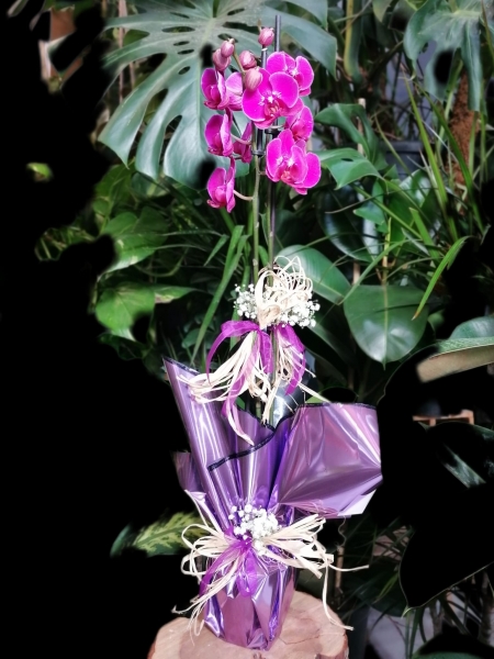 ÇİFT DALLI MOR ORKİDE
