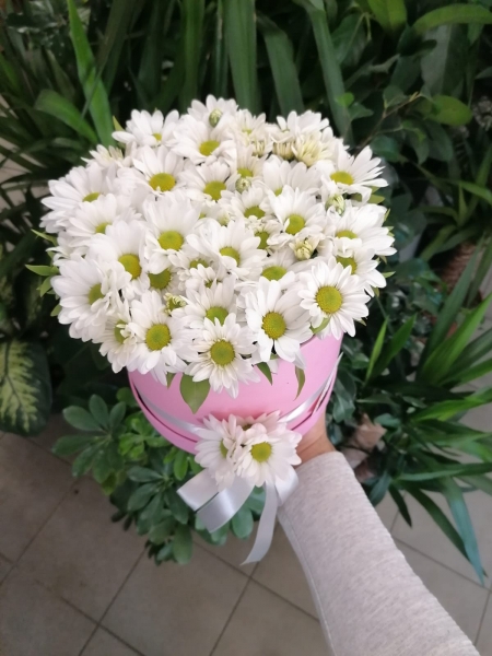 KUTUDA BEYAZ PAPATYALAR