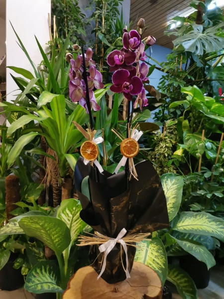 BORDO ORKİDE (İTHAL)ÇİFT DALLI