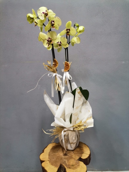 SARI ORKİDE ÇİFT DALLI (İNDİRİMLİ)