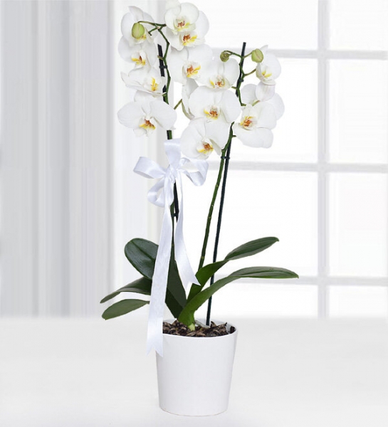 Çiftli Beyaz Orkide