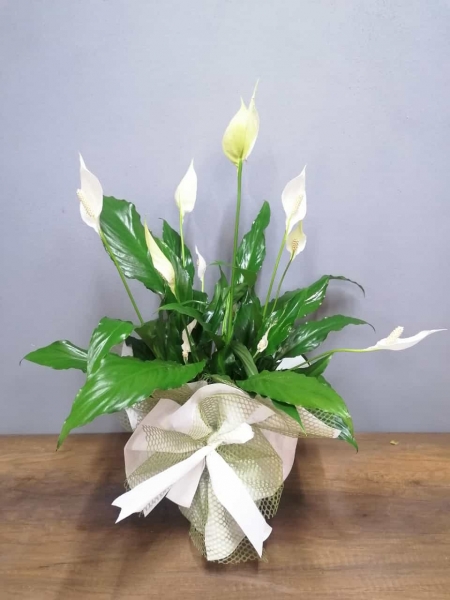 BARIŞ (YELKEN) ÇİÇEĞİ