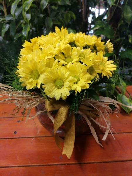 MASUM PAPATYA (indirimli)