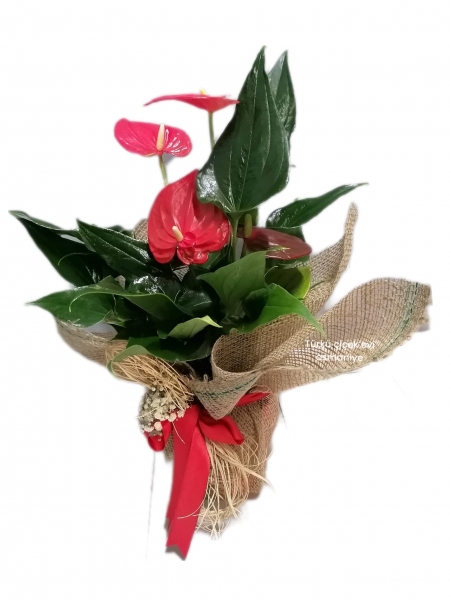 ANTORYUM ÇİÇEĞİ (İNDİRİMLİ)