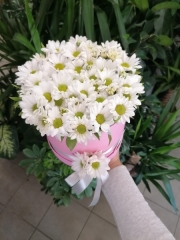 KUTUDA BEYAZ PAPATYALAR