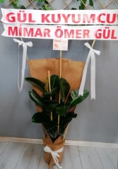 KAUÇUK (ÇİFT GÖVDELİ)