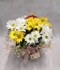 RENK CÜMBÜŞÜ PAPATYALAR