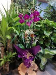 ÇİFT DALLI MOR ORKİDE (İTHAL)