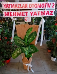 İŞ YERİ TEBRİK ÇİÇEĞİ