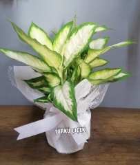 KAMİLYA ÇİÇEĞİ (İNDİRİMLİ)