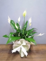 BARIŞ (YELKEN) ÇİÇEĞİ