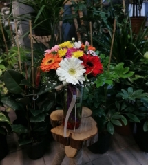 VAZODA RENK CÜMBÜŞÜ