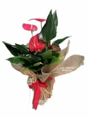 ANTORYUM ÇİÇEĞİ (İNDİRİMLİ)